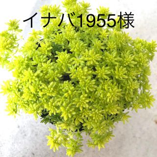 多肉植物　セダム  黄金細葉万年草　抜き苗　ゴールデンカーペット(その他)