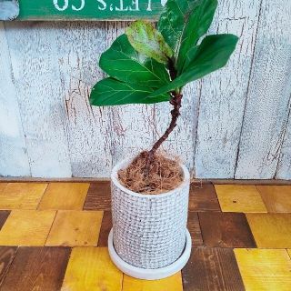 ★とこちゃん様専用★【観葉植物】曲げカシワバゴム バンビーノ　受皿付(インテリア雑貨)