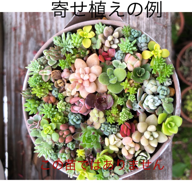 多肉植物カット苗詰め合わせ♡春からもりもり増える3種♡ - その他多肉植物