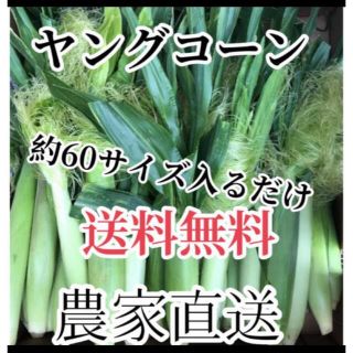 農家直送ヤングコーン６０サイズ入るだけ、すぐ購入可能　期間限定値下げ！(野菜)