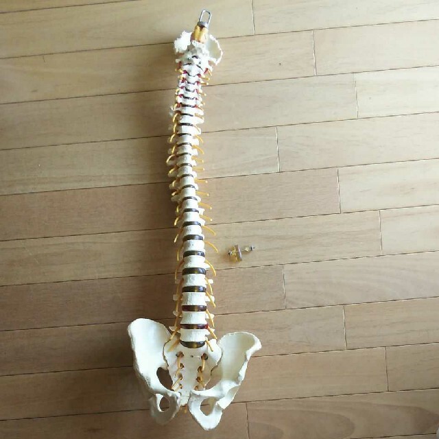 全健会　骨格模型　脊椎模型　カイロプラクティック
