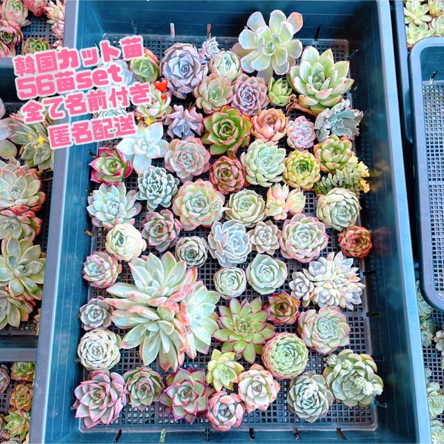 多肉植物 お得な韓国苗56苗セット 匿名 ヤマト発送 エケベリア 多肉植物 お得な韓国苗56苗セット 匿名 ヤマト発送 エケベリア