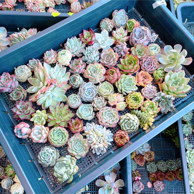 多肉植物 お得な韓国苗56苗セット 匿名 ヤマト発送 エケベリア 多肉植物 お得な韓国苗56苗セット 匿名 ヤマト発送 エケベリア