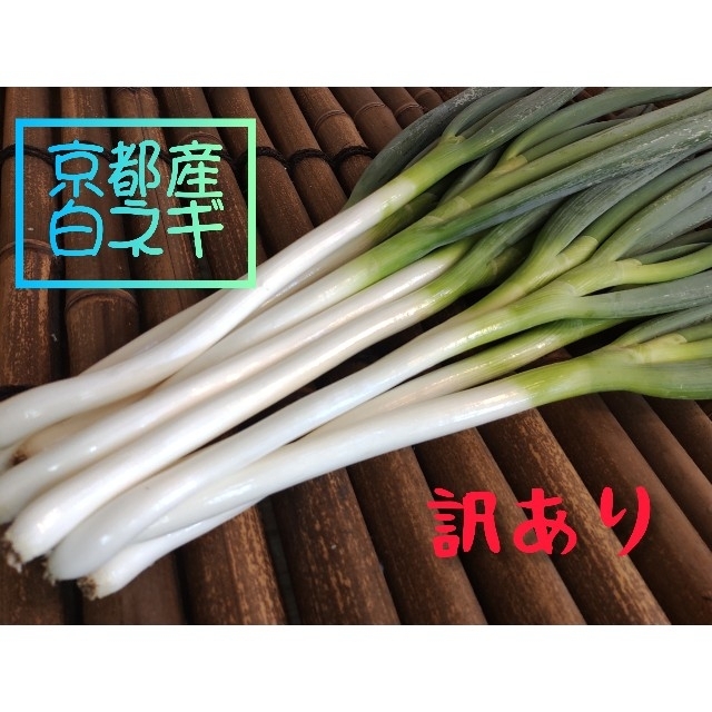 京都産　白ネギ　長ねぎ　10本前後（第3弾） 食品/飲料/酒の食品(野菜)の商品写真