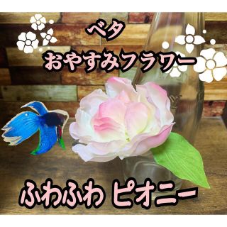 残り1点です！ ベタ おやすみフラワー ピオニー ふわふわ柔らか素材(アクアリウム)