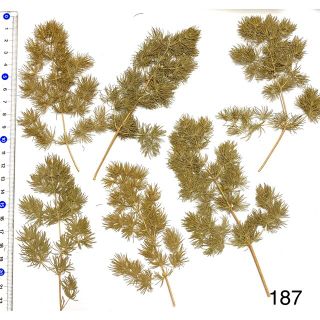 押し花素材　針葉樹風 カーキ系　花材　アンティークカラー(ドライフラワー)