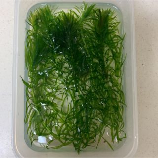 完全無農薬のアナカリス　12本　梱包済みで50g以内(アクアリウム)