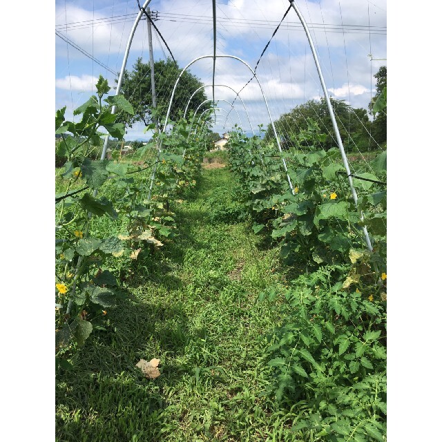 新鮮！旬の野菜セット(夏) 60size 無農薬・無化学肥料栽培 食品/飲料/酒の食品(野菜)の商品写真