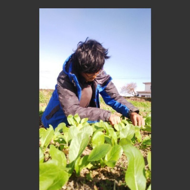 新鮮！旬の野菜セット(夏) 60size 無農薬・無化学肥料栽培 食品/飲料/酒の食品(野菜)の商品写真