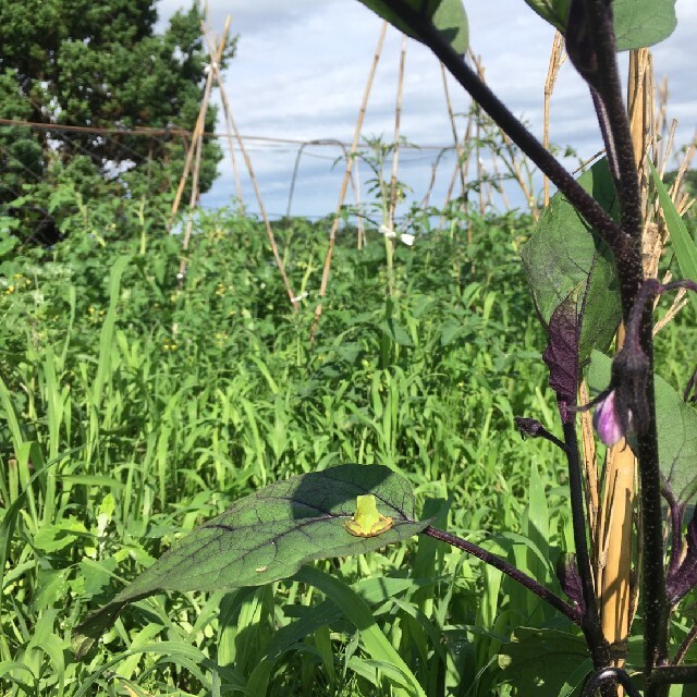 新鮮！旬の野菜セット(夏) 70size 無農薬・無化学肥料栽培 クール便 食品/飲料/酒の食品(野菜)の商品写真