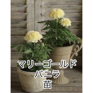 ◎無農薬◎アフリカンマリーゴールド バニラ 苗+ オマケ(その他)