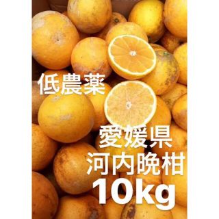 愛媛県産　低農薬　宇和ゴールド　河内晩柑　柑橘　10kg(フルーツ)