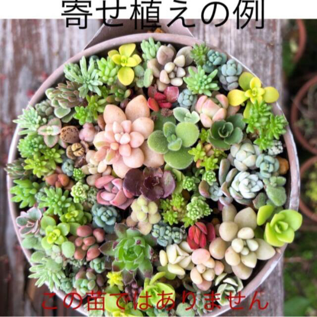 その他多肉植物カット苗詰め合わせ　ちまちま寄せ