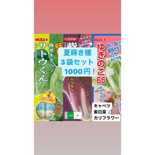 [家庭菜園にぴったり]夏蒔き種子3袋セット(野菜)
