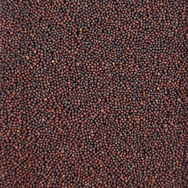 ベビーリーフ種子 B-49 切葉レッドマスタード（真紅） 2.5mlx2袋 食品/飲料/酒の食品(野菜)の商品写真