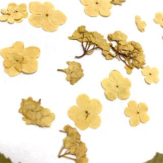押し花素材　西洋肝木（セイヨウカンボク）　花材　アンティークカラー(ドライフラワー)