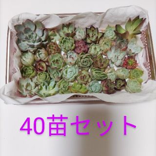 寄植え用　多肉植物　40苗セット(その他)