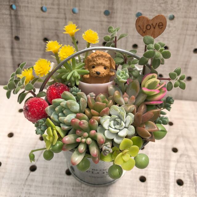 【このまま飾れます】2個セット☆黒柴＆トイプードル　多肉植物　寄せ植え♡ ハンドメイドのフラワー/ガーデン(その他)の商品写真