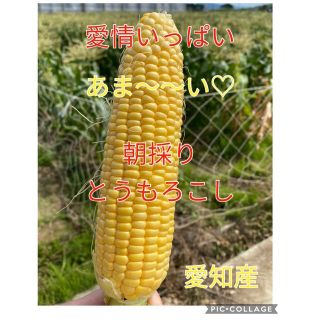 ☆甘さ太鼓判 朝採れ とうもろこし（訳あり）(野菜)