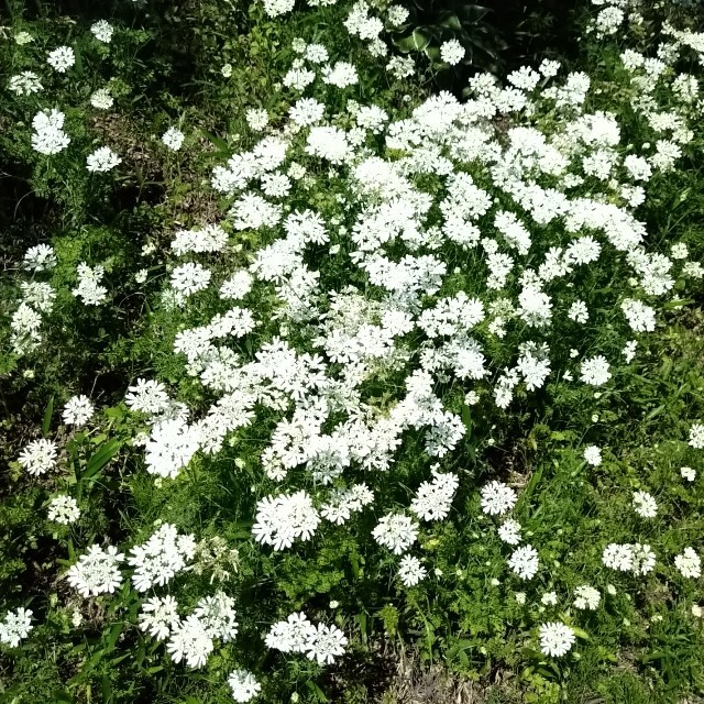 たっぷり５グラム☆オルラヤ　ホワイトレースフラワー　種 ハンドメイドのフラワー/ガーデン(その他)の商品写真