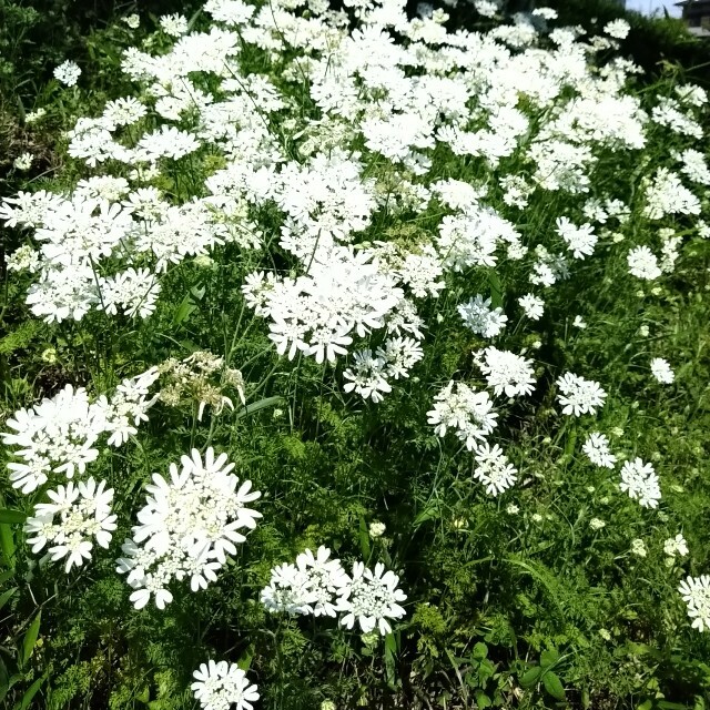 たっぷり５グラム☆オルラヤ　ホワイトレースフラワー　種 ハンドメイドのフラワー/ガーデン(その他)の商品写真