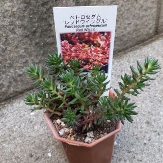 花野薔薇　　様専用ページ(その他)