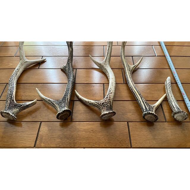 ニホンジカ 角 5本セット
