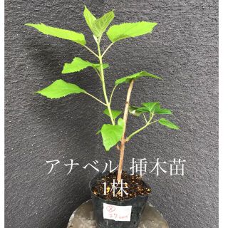 ＊＊＊　アナベル  挿木苗　1株　＊＊＊X(プランター)