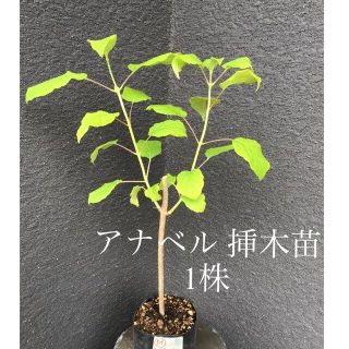 ＊＊＊　アナベル  挿木苗　1株　＊＊＊M(プランター)