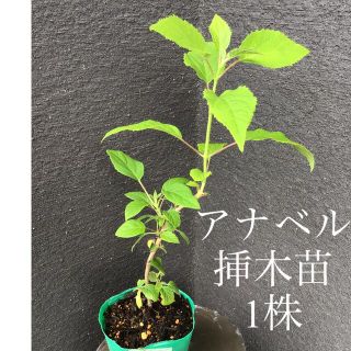 ＊＊＊　アナベル  挿木苗　1株　＊＊＊W(プランター)