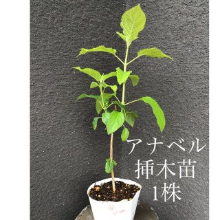 ＊＊＊　アナベル  挿木苗　1株　＊＊＊V(プランター)