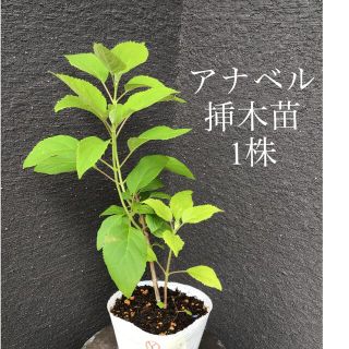 ＊＊＊　アナベル  挿木苗　1株　＊＊＊Y(プランター)