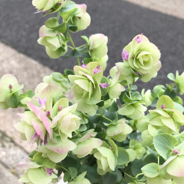 開花始まり♡   オレガノ ケントビューティー　2.5号 ロングポット ハンドメイドのフラワー/ガーデン(プランター)の商品写真