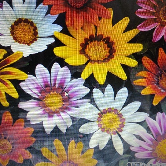 花の種       ガザニア ハンドメイドのフラワー/ガーデン(その他)の商品写真
