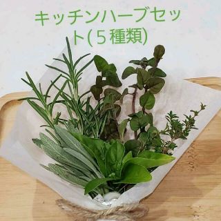 キッチンハーブセット(５種類)　ブーケガルニ　カット苗(その他)