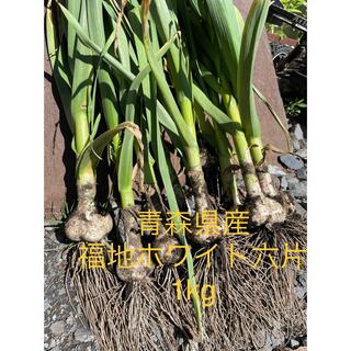青森県産福地ホワイト六片　生ニンニク　1kg(野菜)