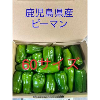 鹿児島県産ピーマン60サイズ(野菜)