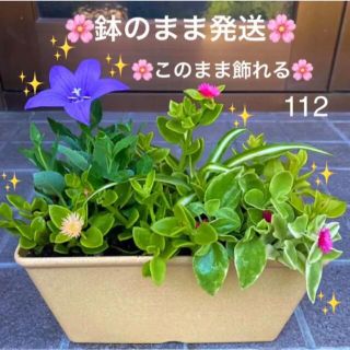 112☆晩秋まで毎年咲く☘️年中楽しめて☆手間要らず☆寄せ植え花☆超初心者向け☆(プランター)