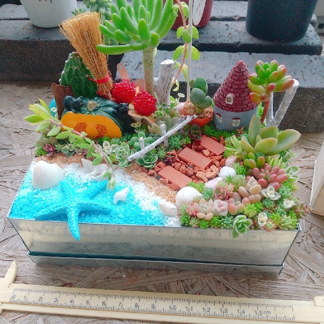 えいり様 専用 多肉植物  寄せ植え ハンドメイドのフラワー/ガーデン(その他)の商品写真