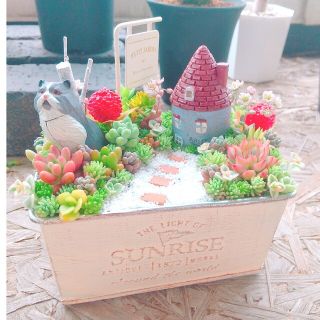 だるけんぴ様 専用多肉植物  寄せ植え(その他)