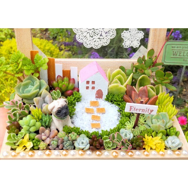 多肉植物の寄せ植え♡ナチュラルガーデン♡コレクションBOX♡そのまま飾れる