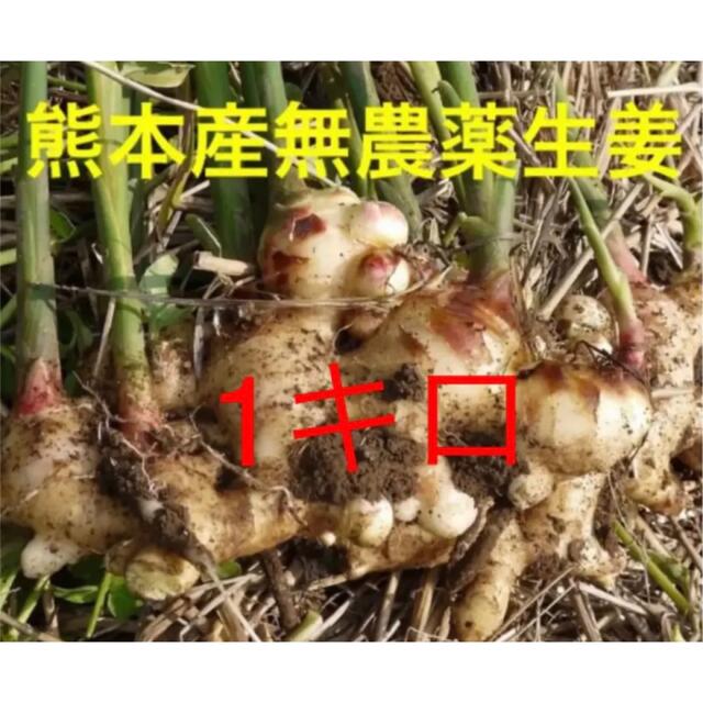 熊本産無農薬生姜1キロ 食品/飲料/酒の食品(野菜)の商品写真
