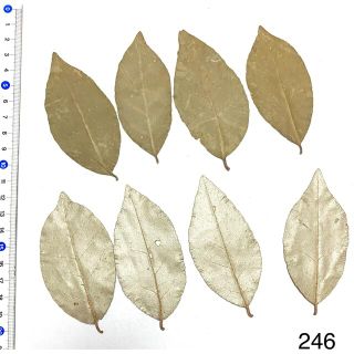 押し花素材　カーキ×シルバー　シルバーリーフ　葉っぱ　花材　アンティークカラー(ドライフラワー)
