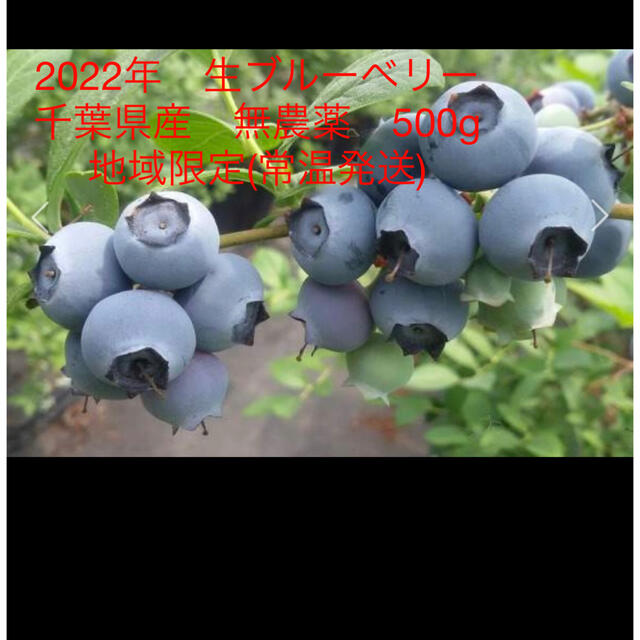 2022年　生ブルーベリー　千葉県産　無農薬　500g 食品/飲料/酒の食品(フルーツ)の商品写真