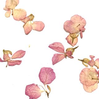 押し花素材　イベリス　ピンク　花材　アンティークカラー(ドライフラワー)
