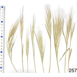 押し花素材　穂　ペールグリーン　花材　アンティークカラー(ドライフラワー)