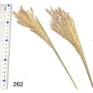 押し花素材　ススキ　穂　カーキ　花材　アンティークカラー(ドライフラワー)