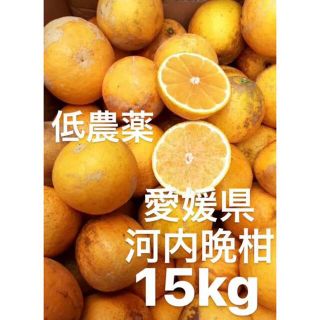 愛媛県産　低農薬　宇和ゴールド　河内晩柑　柑橘　15kg(フルーツ)