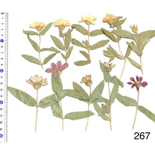 押し花素材　百日草　パープル　オフホワイト　お花　アンティークカラー　花材(ドライフラワー)