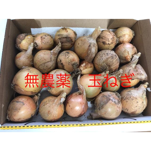 無農薬　玉ねぎ　 食品/飲料/酒の食品(野菜)の商品写真